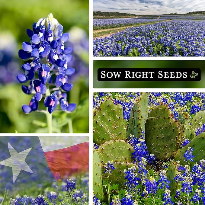 Sow Right Seeds - Texas Bluebonnet Seeds to Plant - Non-GMO Heirloom Seeds -Full Instructions for Planting - Beautiful Perennial Blue Blooms -Sweet Addition to Your Yard (3)
