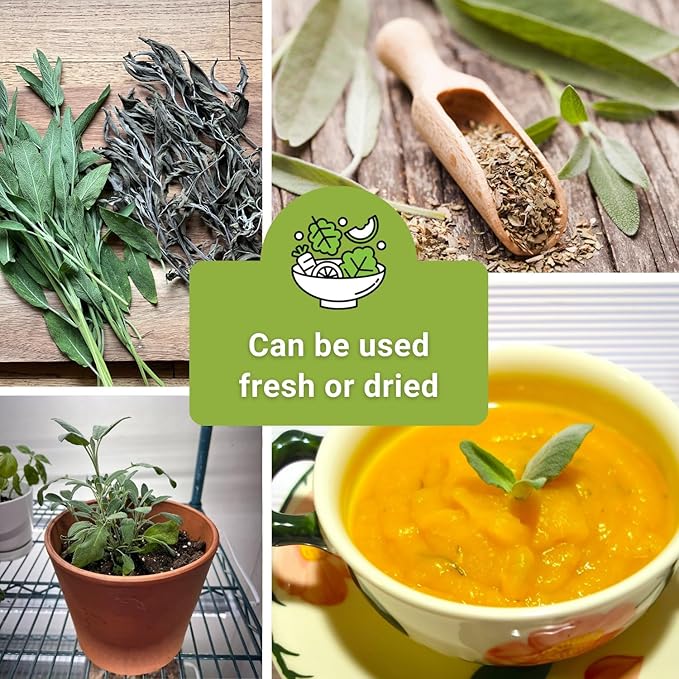 Sow Right Seeds - Sage Seed Collection - Salvia Seeds for Planting Indoors & Outdoors - Non-GMO Heirloom Common, White & Blue Varieties - Grow Aromatic Herb Garden - Perfect for Herbal or Culinary Use