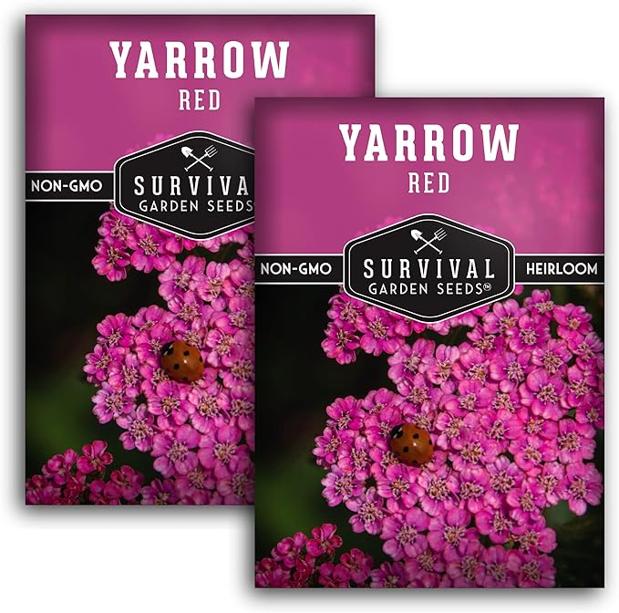Red Yarrow Seed for Planting in The Garden - 2 Packs with Instructions to Plant and Grow Common Yarrow - Medicinal Herb Wildflowers - Heirloom, Non-GMO, Open-Pollinated Seeds for The Survival Garden