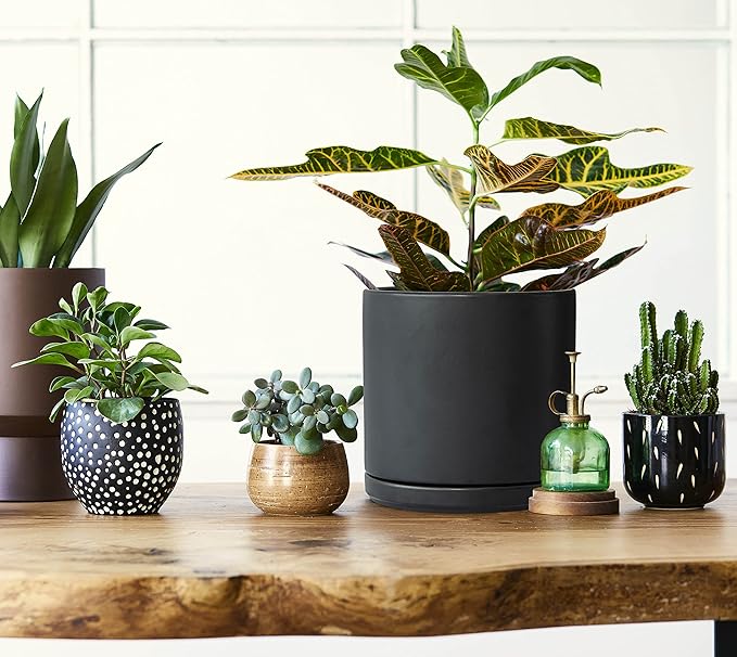 D'vine Dev Set of 2 Plants Pots, 8 Inch Ceramic Planter Pot for Plants with Drainage Hole and Saucer, Black, 94-V-D-2