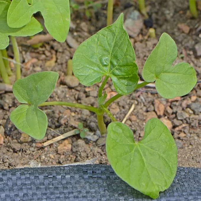 Seed Needs Black Kniolas Morning Glory Seeds for Planting - Heirloom & Open Pollinated Annual Vines - Cover a Fence or Trellis in Deep Purple Almost Black Flowers (1 Pack)