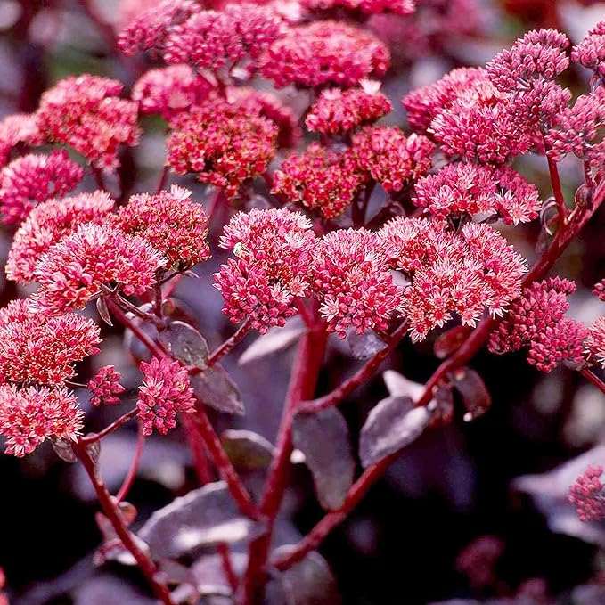 Sedum Seeds Showy Stonecrop, Border Stonecrop Perennial Cut Flowers Deer & Rabbit Resistant Drought Tolerant Attracts Pollinators Beds Borders Patio Containers 50Pcs by YEGAOL Garden