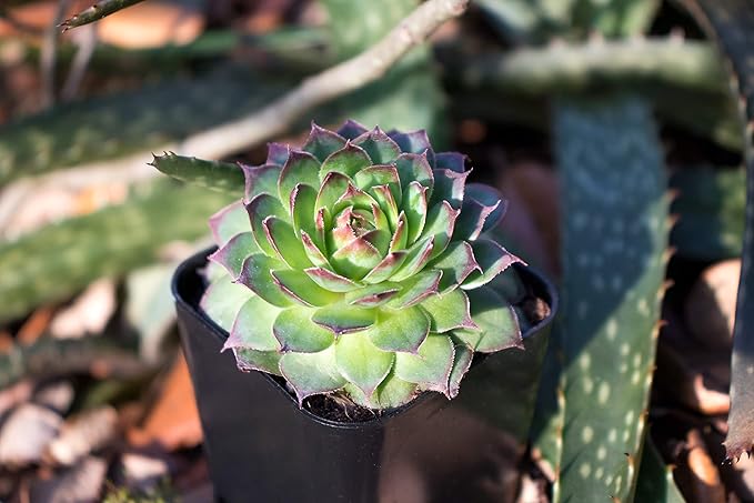 Succulent Plants | 20 Sempervivum Succulents | Rooted in Planter Pots with Soil | Real Live Indoor Plants | Gifts or Room Decor by Plants for Pets