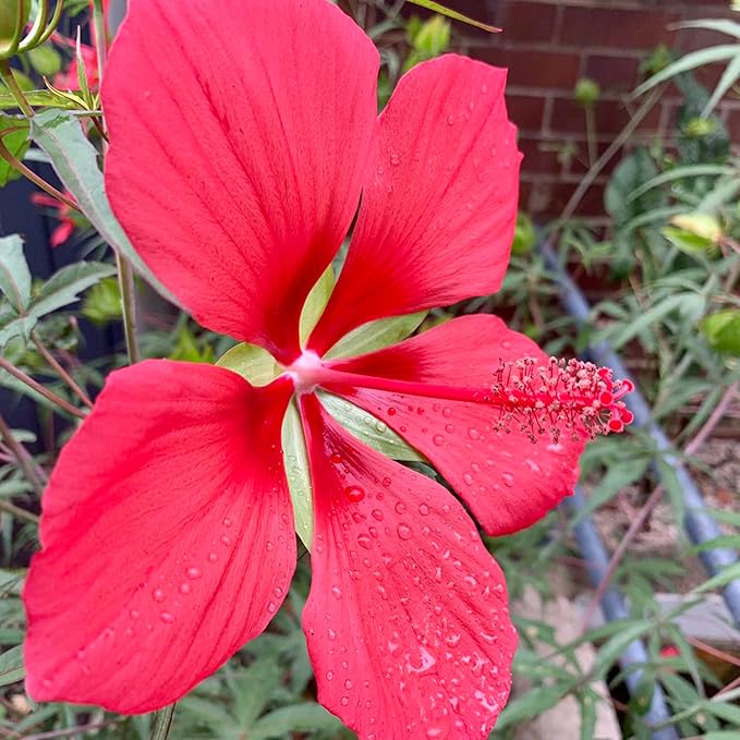 Texas Star Hibiscus Seeds Hibiscus Coccineus Tolerate Wet Soil Attract Pollinators Large Showy Flowers Patio Garden Outdoor 15Pcs Flower Seeds by YEGAOL Garden
