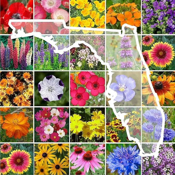 Eden Brothers Florida Wildflower Mixed Seeds for Planting, 5 lb, 2,400,000+ Seeds with Cornflower, Cosmos, African Daisy | Attracts Pollinators, Plant in Spring or Fall, Zones 3, 4, 5, 6, 7, 8, 9, 10