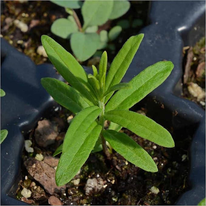 Seed Needs Orange Butterfly Milkweed Seeds for Planting - Heirloom & Untreated - Grow a Butterfly Garden to Attract Monarch Butterflies & Pollinators (5 Packs)