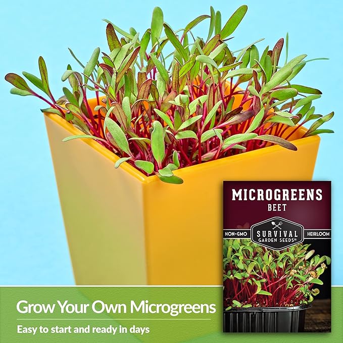 3 Packs Beet Microgreens Seeds for Sprouting and Growing - Sprout Green Leafy Micro Vegetable Plants Indoors - Grow Your Own Mini Windowsill Garden - Non-GMO Heirloom - Survival Garden Seeds