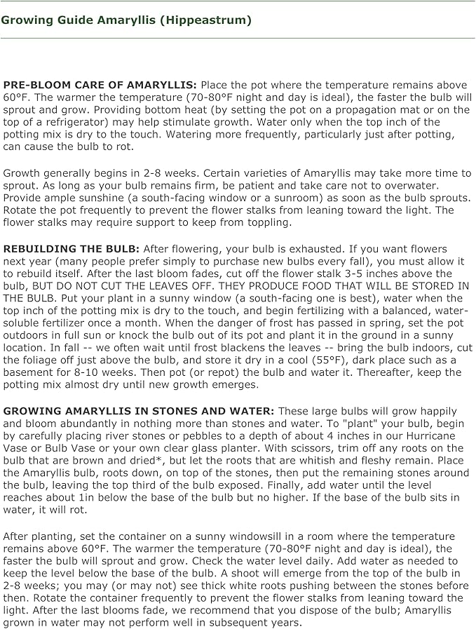 Amaryllis Apple Blossom Huge Bulb 28-36cm! Great Holiday Gift! Easy Grow Bulbs!