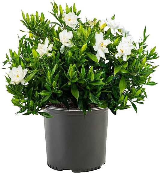 Shrub Frostproof Gardenia 2.5 Qt, White Blooms