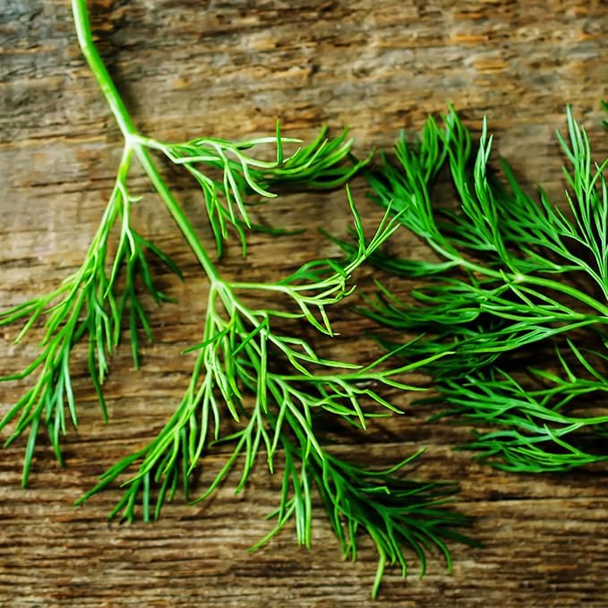 Seed Needs, Bouquet Dill Seeds - 250 Heirloom Seeds for Planting Anethum graveolens - Culinary Herb to Grow Indoors or Outdoors, Non-GMO & Untreated (5 Packs)