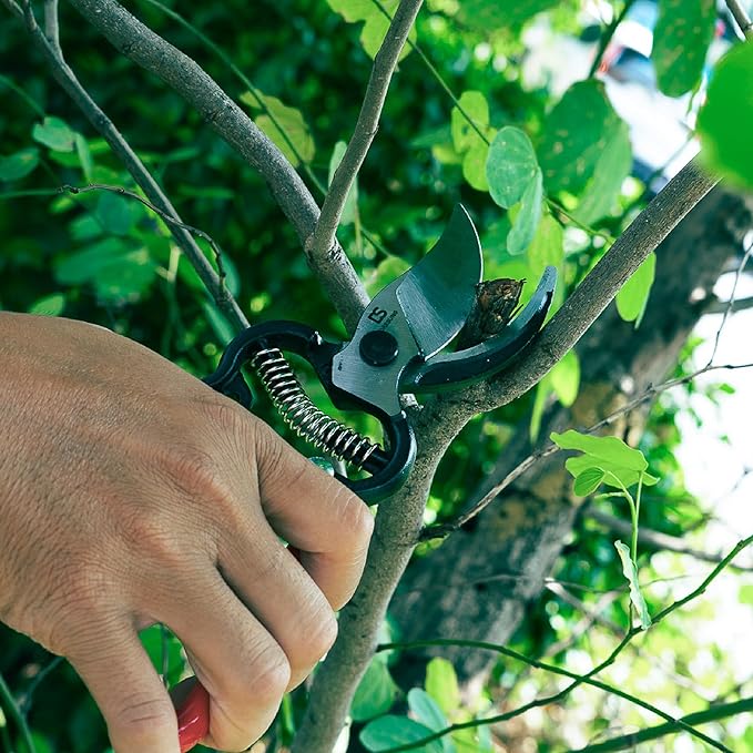 DAESUNG Bypass Pruning Shears For Gardening, Bypass Pruner For Gardening Heavy Duty, Bypass Pruners, Garden Shears Pruning Heavy Duty, with 5/8 Inch Cutting Capacity VGS-001 (Made in Vietnam)