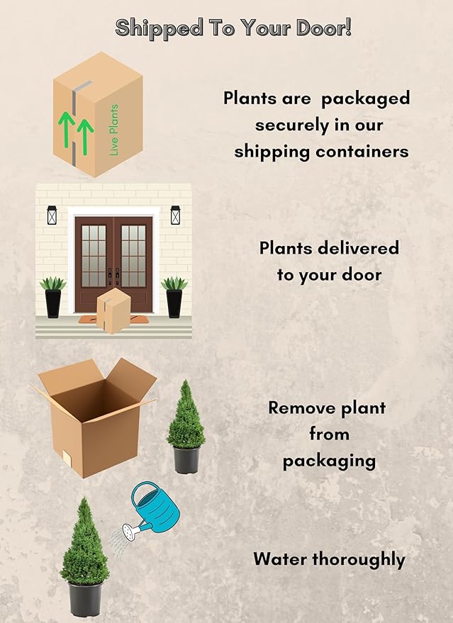 1 Gallon, Dwarf Alberta Spruce Shrub, Green