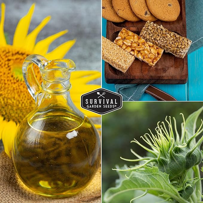 Survival Garden Seeds - Mammoth Sunflower Seed for Planting - 5 Packs with Instructions to Plant and Grow Enormous Colorful Flowers in Your Home Flower or Vegetable Garden - Non-GMO Heirloom Variety