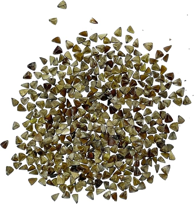 Seed Needs, Bells of Ireland Seeds - 400 Heirloom Seeds for Planting Molucella laevis - Green Bell Shaped Flowers, Perfect as a Cut Flower, Attracts Pollinators (1 Pack)