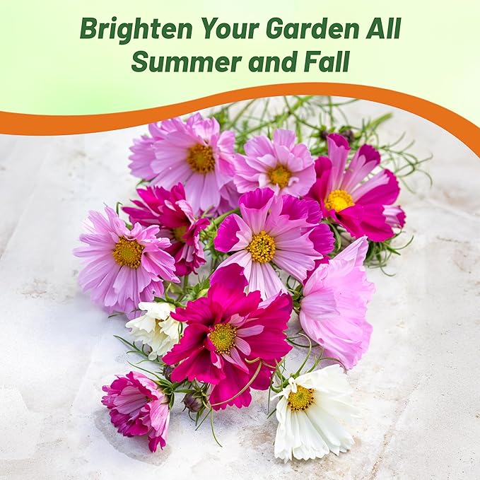 Outsidepride 250 Seeds Annual Cosmos Bipannatus Sea Shells Cut Flower Seed Mix for Planting