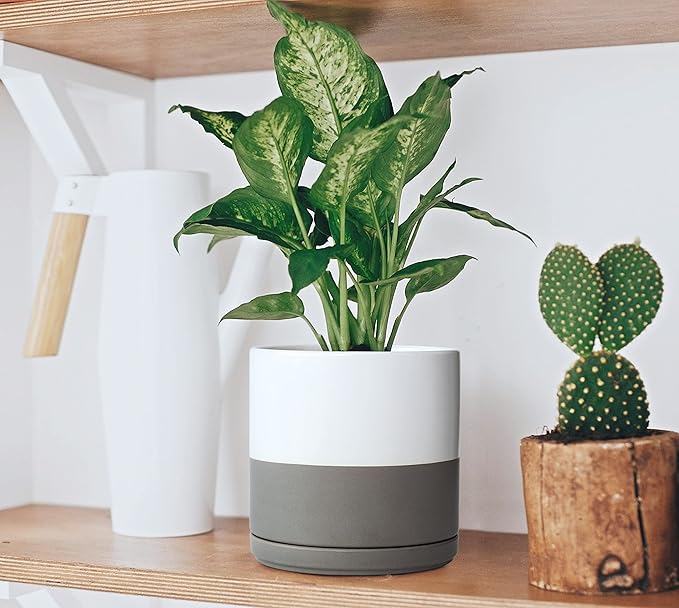 D'vine Dev 6 Inch Ceramic Planter Pot with Drainage Hole and Saucer, Indoor Cylinder Round Flower Pot, White/Speckled Grey, 94-O-C-6