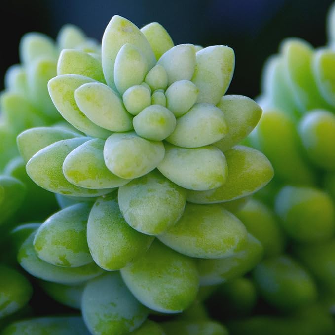 6" Sedum Burrito, Burros Tail Succulent Plants Live Succulent, Sedum Plants Live Succulents Plants Live Houseplants Live Indoor Plants Live Plants Indoor House Plants Indoors Live by Plants for Pets