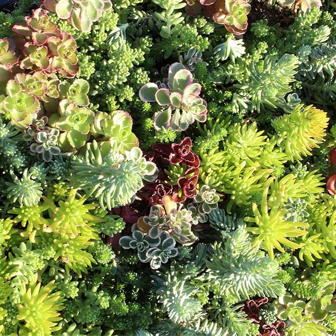 Sedum Tile, Live Sedum Succulent Planter, Stonecrop Plant Sedum Mat, Preplanted Succulent Sedum Carpet, Live Flowering Plants Sedum Planter, Sedum Plant Succulents Live Plant Wall by Plants for Pets