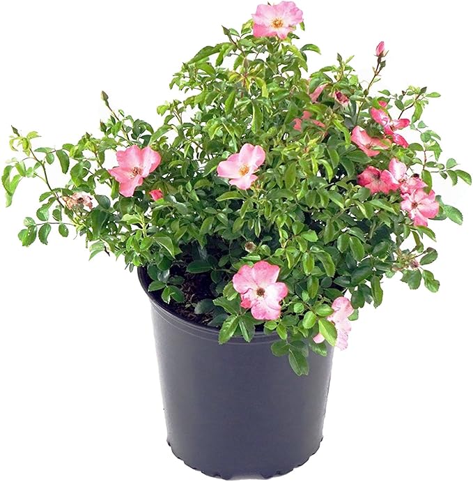 Green Promise Farms Rosa Carpet (Ground Cover) Rose, 2 Size Container, coral flower