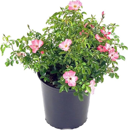 Green Promise Farms Rosa Carpet (Ground Cover) Rose, 2 Size Container, coral flower