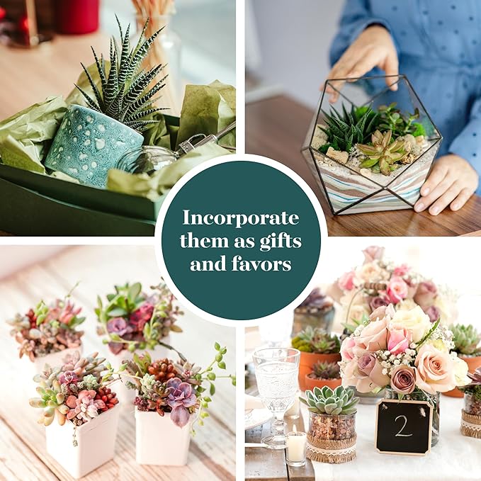 Shop Succulents Assorted Succulent Plant Pack Collection - Live Mini Succulent Plants, Low Maintenance, Mixture of Colors & Textures - Wedding and Party Favors, Gift & Garden, Pack of 5
