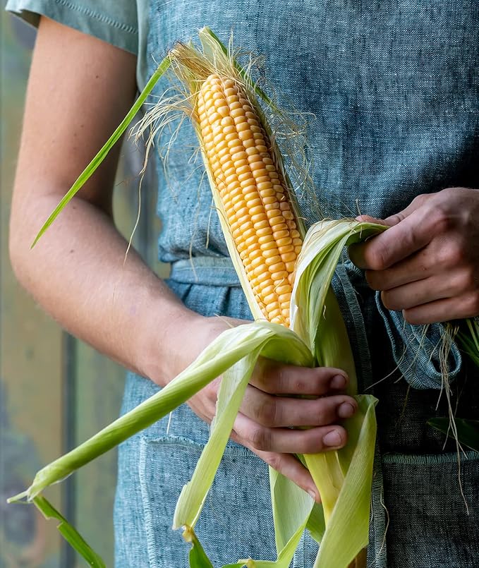 Burpee Golden Bantam Sweet Corn Seeds 200 seeds