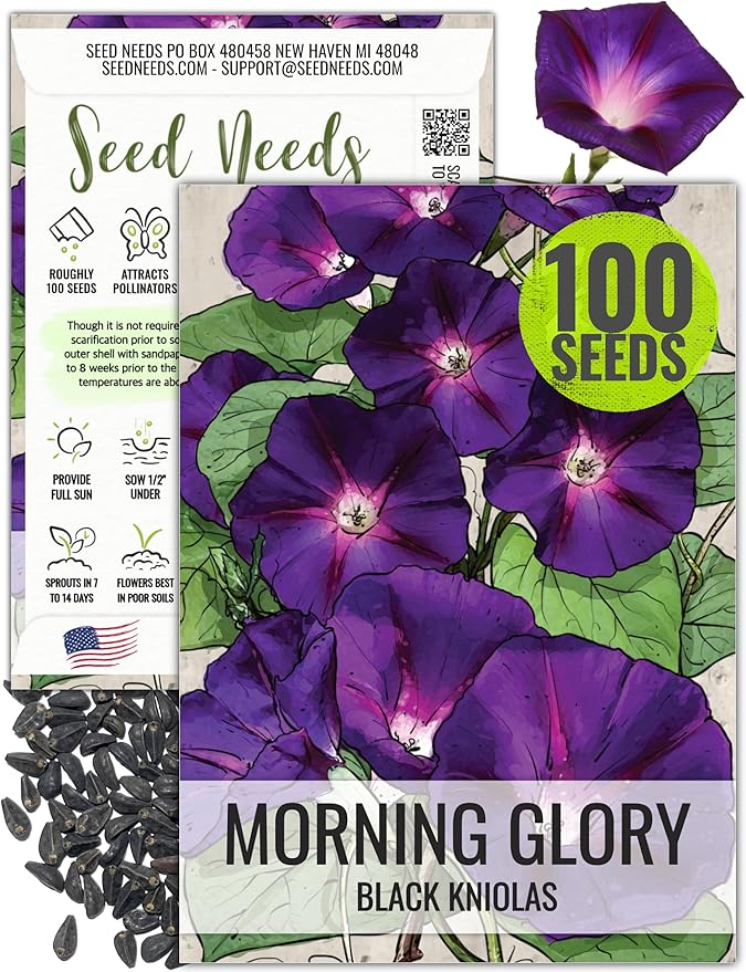 Seed Needs Black Kniolas Morning Glory Seeds for Planting - Heirloom & Open Pollinated Annual Vines - Cover a Fence or Trellis in Deep Purple Almost Black Flowers (1 Pack)