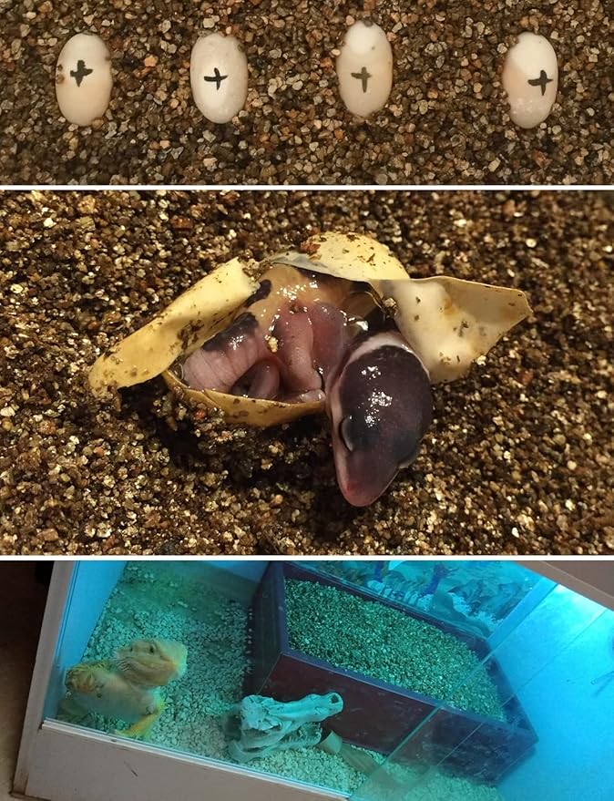 20QT Organic Vermiculite Granules for Plants and Gardening