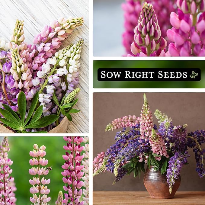 Sow Right Seeds - Russell Lupine Seeds for Planting - Non-GMO Heirloom Packet with Instructions to Plant in Your Garden - Perennial Flower to Attract Hummingbirds and Bees - Spiked Wildflower Mix (1)