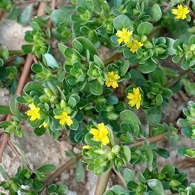 Portulaca Oleracea Seeds Purslane, Verdolaga Succulent Annual Culinary Uses Rich in Vitamins Hardy Drought Tolerant Garden Outdoor 3000Pcs Herb Seeds by YEGAOL Garden