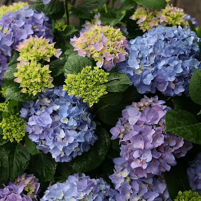 2 Gallon Proven Winners Hydrangea Let’s Dance Rhythmic Blue Shrub