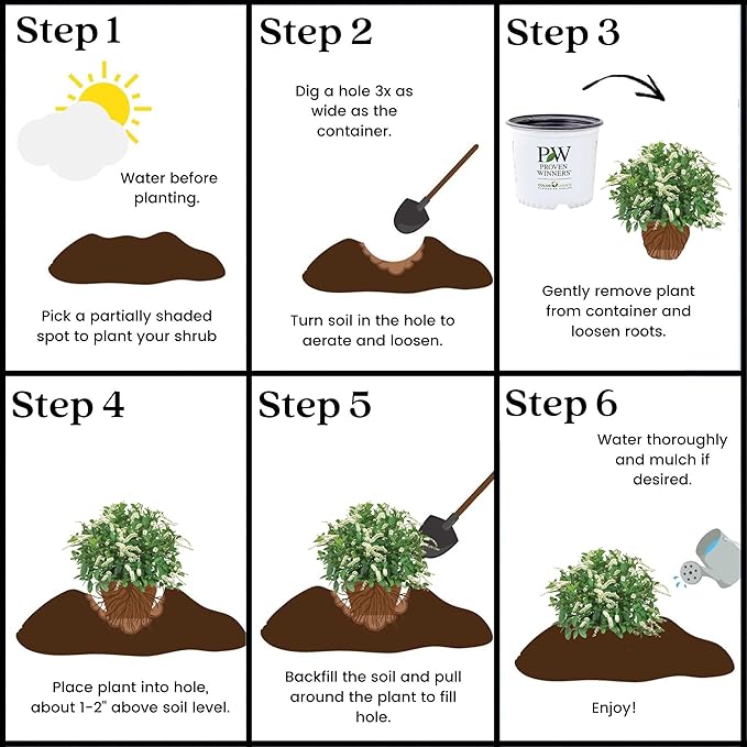 Sweetspire Scentlandia Itea, 2 Gallon, White Blooms