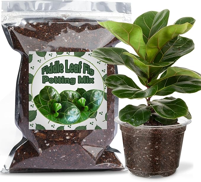 Organic Fiddle Leaf Fig Potting Mix 2qt, Indoor Plants Potting Mix for All Potted Ficus Lyrata Plant, Grow Healthy houseplants Indoors
