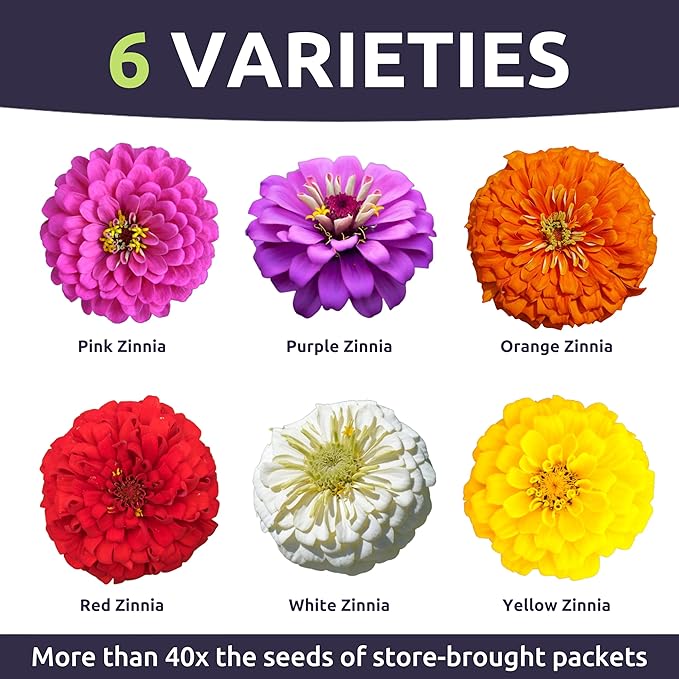 Zinnia Cut & Come Again Mix - Bulk 1/4 Pound Pouch - 15,000 Flower Seeds for Planting - Zinnia elegans