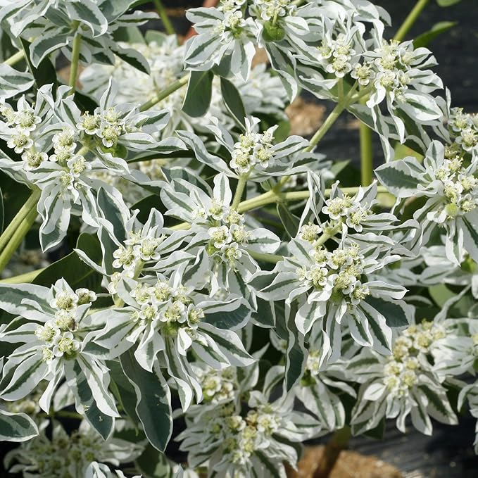 Outsidepride 1000 Seeds Perennial Euphorbia Snow On The Mountain Flower Seeds for Planting