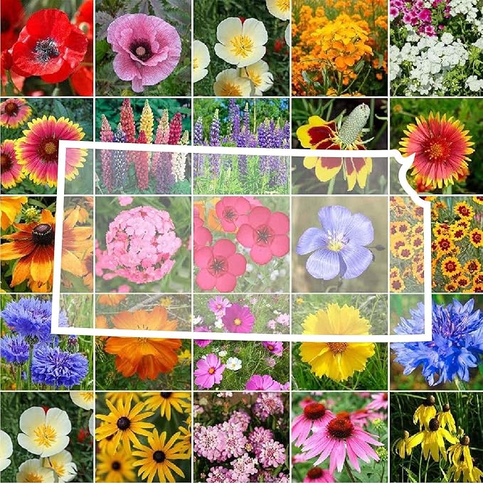 Eden Brothers Kansas Wildflower Mixed Seeds for Planting, 1 oz, 30,000+ Seeds with Candytuft, Cosmos | Attracts Pollinators, Plant in Spring or Fall, Zones