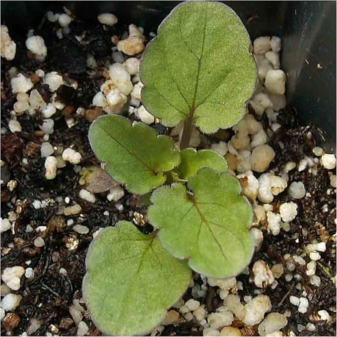 Seed Needs, Rococo Pansy Seeds - 600 Heirloom Seeds for Planting Viola Germania - Colorful Blooms for an Outdoor Flower Garden, Attracts Pollinators (1 Pack)