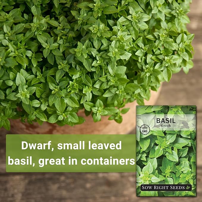 Sow Right Seeds - Greek Basil Seed for Planting - Non-GMO Heirloom Packet with Instructions for Easy Planting and Growing a Kitchen Herb Garden - Indoors & Outdoor - Small Leaved Dwarf Sweet Basil (1)