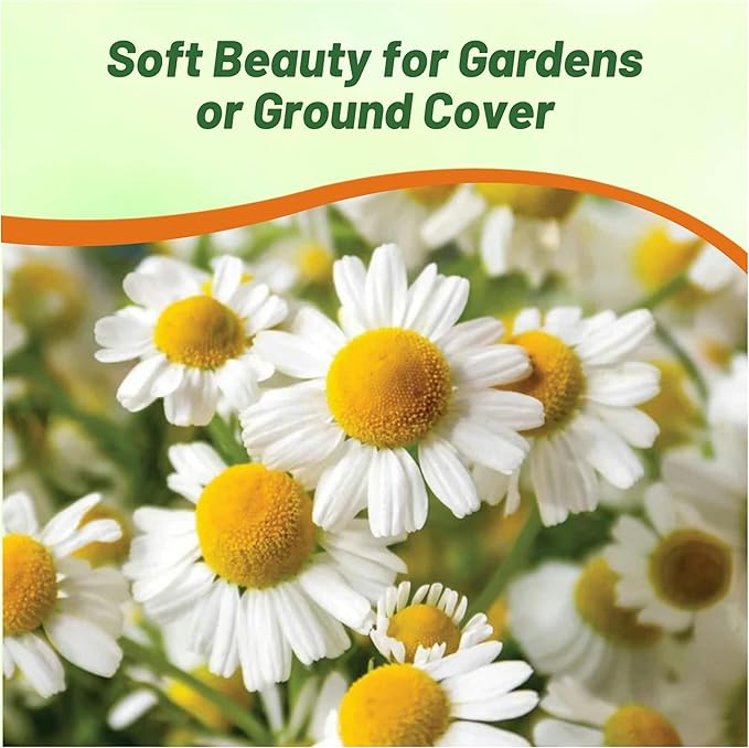 Outsidepride 50000 Seeds Perennial Roman Chamomile Herb Garden Seed for Planting