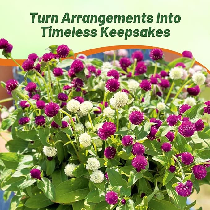 Outsidepride 2000 Seeds Annual Gomphrena Globosa Flower Seed Mix for Planting