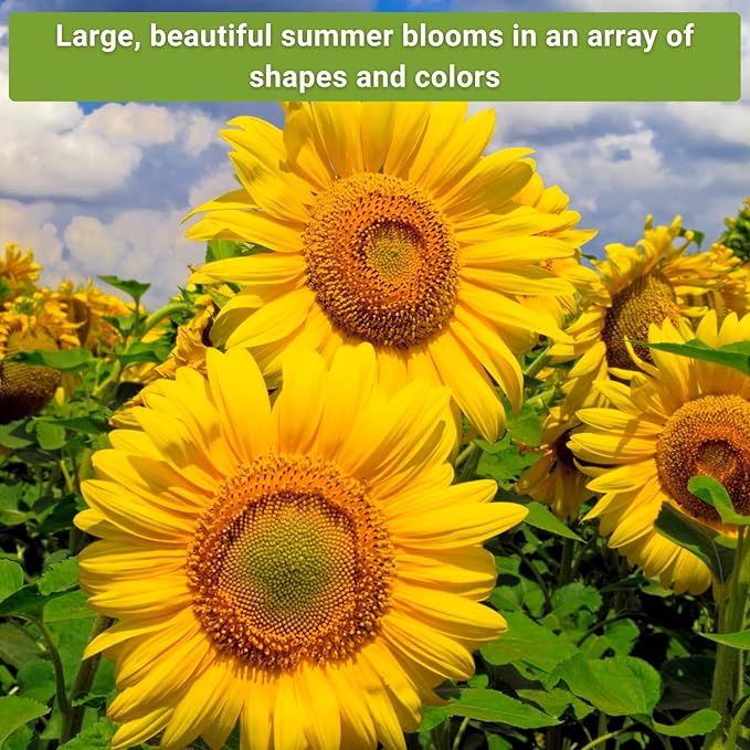 Sow Right Seeds - Large Sunflower Seed Collection for Planting - 6 Varieties of Sunflowers to Attract Pollinators - Non-GMO Heirloom Packet with Instructions to Plant & Grow - Giant Summer Blooms