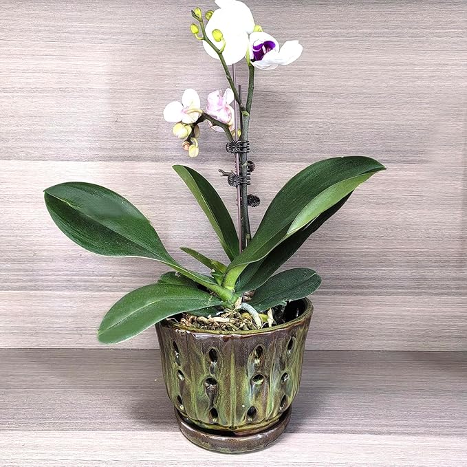 Ceramic Orchid Pots with Attached Saucer and Drainage Hole 6'' Orchid Planter (mossgreen)