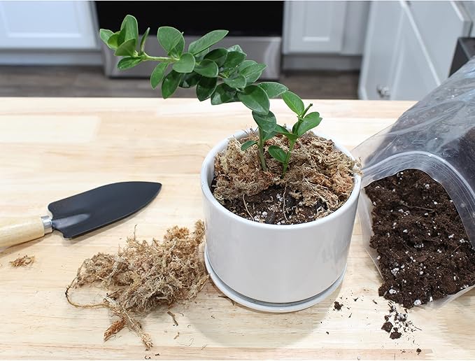 Hoya Plant Potting Soil Mix (8 Quarts), Custom Blend for Growing Hoya Tropical Houseplants