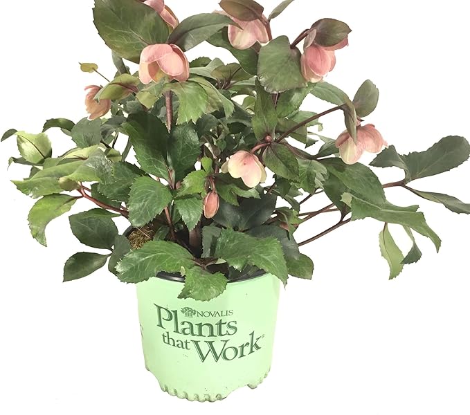 Lenten Rose 'Pink Frost' -Helleborus 'Pink Frost' - 19cm