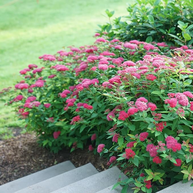 2 Gallon Proven Winners Spirea Double Play Doozie Shrub