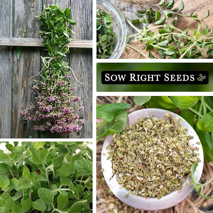 Sow Right Seeds - Oregano Seed for Planting - Non-GMO Heirloom- Instructions to Plant and Grow a Kitchen Herb Garden - Indoor or Outdoor - Gardening Gift - Produces Flavorful Leaves for Seasoning (3)