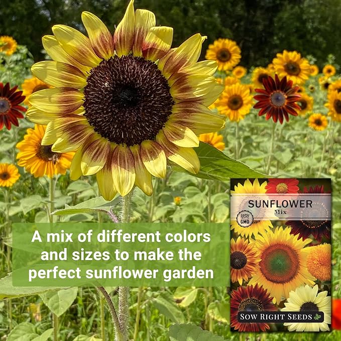 Sow Right Seeds - Mixed Sunflower Seeds for Planting - Non-GMO Heirloom Packet with Instructions - Great Wedding or Party Favor - Grow Giant Sunflowers in an Assortment of Bright, Unique Colors (1)