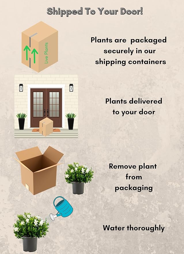 3 Gallon Gardenia Frostproof Shrub