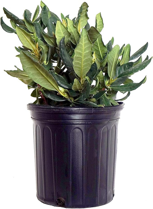 Rhododendron cat. 'Nova Zembla' (Rhododendron) Evergreen, red flowers, #2 - Size Container