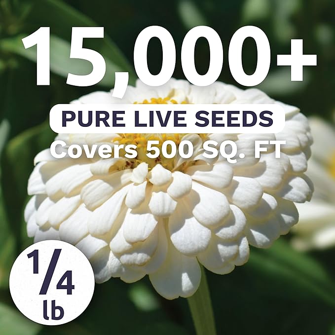 Zinnia Polar Bear White - Bulk 1/4 Pound Pouch - 15,000 Flower Seeds for Planting - Zinnia elegans